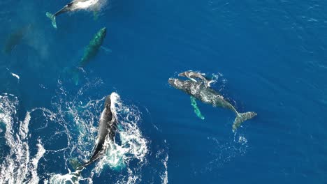 A-Stunning-Display-Of-Joy-And-Jubilation-As-A-Pod-Of-Whales-Welcome-A-Newborn-Calf-In-Maui