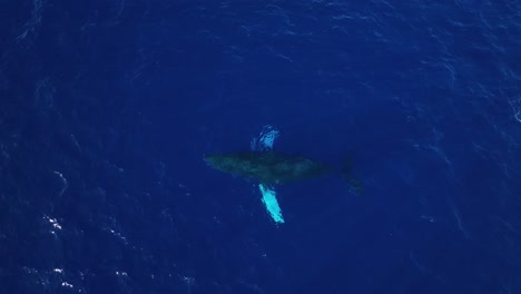 Large-Humpback-Whale-With-White-Pectoral-Fins-Spouting-A-Beautiful-Rainbow-Aloha-Off-The-Coast-Of-Maui,-Hawaii