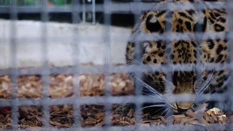 Closeup-of-a-majestic-leopard-in-captivity-behind-a-steel-cage
