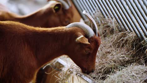 Close-up-shot-of-baby-goats-with-small-horns-eating-fresh-straw-out-of-a-trough