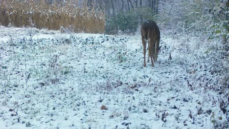 Whitetail-deer-walks-along-a-game-trail-between-a-corn-field-and-the-woods-on-a-snowy-day-in-the-American-Midwest
