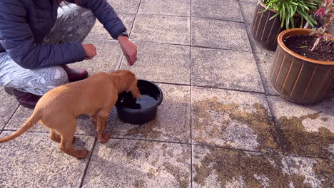 A-Hungarian-Vizsla-puppy-experimenting-with-water,-along-with-its-owner,-on-the-patio