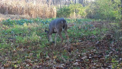 Whitetail-deer-walks-thru-a-food-plot-at-the-edge-of-the-woods,-near-a-ready-to-harvest-corn-field-in-the-Midwest-in-early-autumn