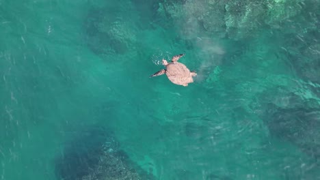 Hawaiianische-Grüne-Meeresschildkröte,-Die-über-Den-Korallenriffen-Von-Maui-Kot-Absetzt