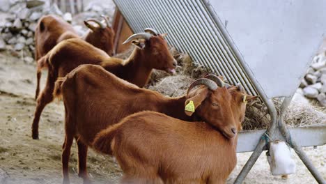 Schöne-Herde-Süßer-Brauner-Herden-Mit-Hörnern,-Die-Trockenes-Gras-Im-Ecozonia-Park-Fressen
