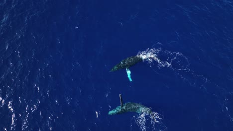 Antenne-Von-Buckelwalen,-Die-In-Hawaii-Gesellig-Sind