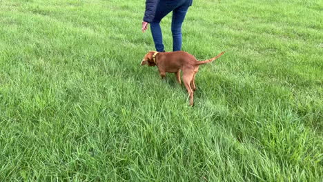 Cachorro-Vizsla-Húngaro-Aprendiendo-A-Caminar-Sin-Correa-Siguiendo-A-Su-Dueño-A-Través-De-Un-Campo-Verde