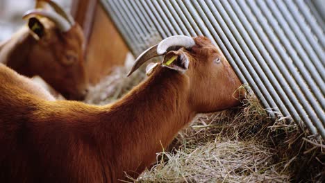 Cute-red-goat-eating-hay-at-a-farm
