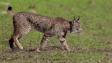Iberian-lynx-walks-across-and-looks-towards-camera