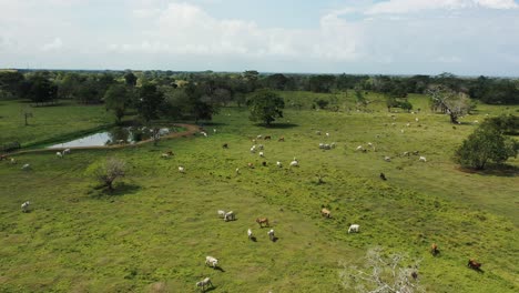 Luftdrohnenansicht-Einer-Großen-Rindergruppe-Auf-Einer-Farm-In-Südamerika-4k