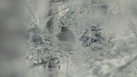 Kragenhuhnvogel-Auf-Winterlichem-Wald
