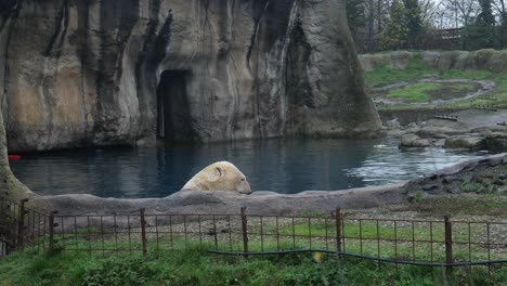 Polar-Bear-In-Water-Eating-Food-In-The-Zoo