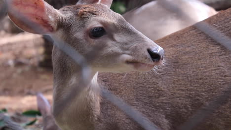 deer-close-up-at-the-zoo