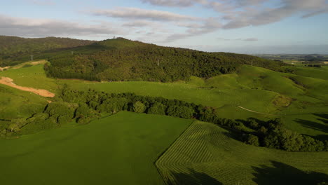Eine-Luftaufnahme-Von-Schaffeldern-Im-Dunsdale-gebiet-Von-Southland,-Neuseeland