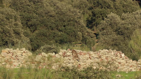 Iberian-Lynx-on-stone-wall,-jumps-off-and-walks-off-camera