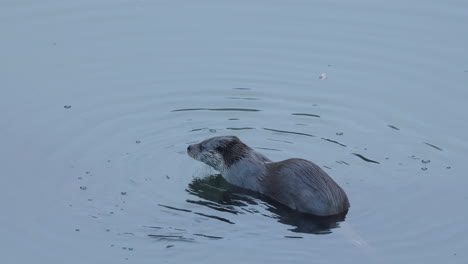 Otter-in-water-looking-at-camera-and-diving-off-screen