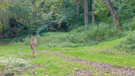 Large-eight-point-whitetail-buck-slowly-walking-along-a-game-trail-in-a-clearing-in-the-woods