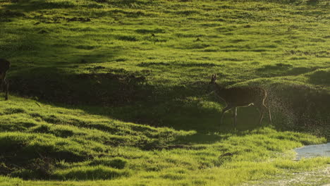 Red-deer-in-backlight-walking-over-stream