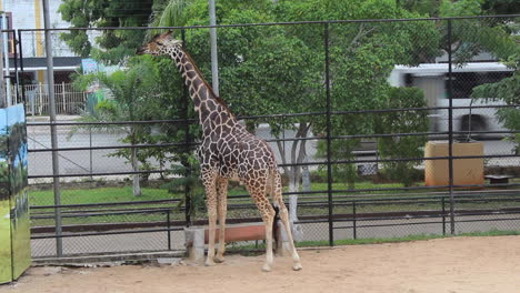 Giraffe-Beim-Essen-Im-Zoo