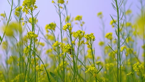 Bees-are-gathering-honey-from-flowers-in-vast-mustard-fields