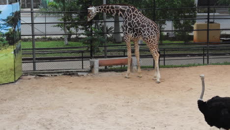 Große-Braune-Giraffe-Im-Zoo