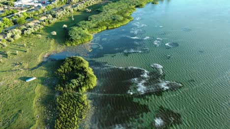 Flying-Over-The-Lake-With-Green-Plants-On-The-Shore-Near-The-Town-In-Summer