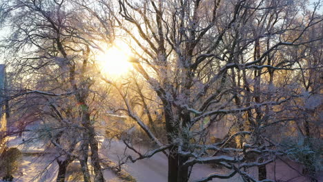 Winter-morning-sun-shining-through-white-frost-covered-tree-branches,-aerial-truck-right