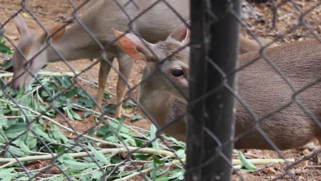 brown-deer-eating-at-the-zoo