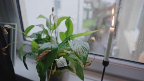 Lit-candle-and-a-peace-lily-by-a-window-on-a-rainy-day