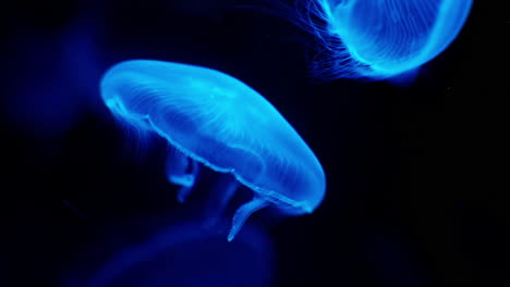 Close-up-of-exotic-Jellyfish-floating-weightlessly