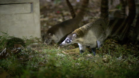 Cute-small-coati-being-feed-at-night-in-a-park-at-Cancun-Mexico