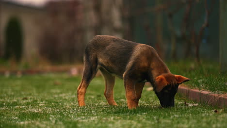 Slow-motion-of-a-cute-purebred-Belgian-Malinois-puppy,-sniffing-around,-with-adorable-messy-ears