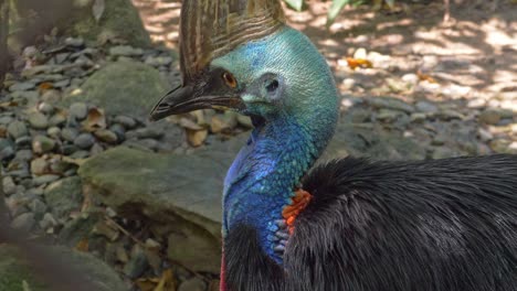 Close-Up-Of-A-Curious-Southern-Cassowary