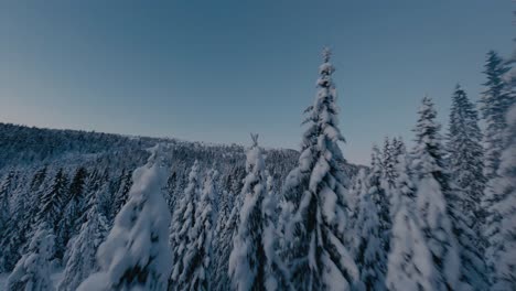 Epic-drone-flight-between-snowcapped-conifer-trees-on-mountain-during-blue-hour---Snowy-winter-time-in-Norway,Europe