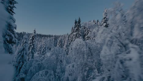 FPV-Flug-Zwischen-Winterwunderland-Mit-Verschneiten-Wäldern-Am-Morgen---Herrliche-Landschaft-Mit-Gefrorenen-Nadeln-Und-Pflanzen
