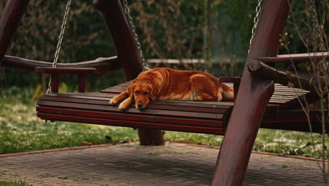 Portrait-of-a-sleepy-purebred-Golden-Retriever,-resting-and-waiting-on-a-wooden-swing-bench