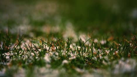 Nahaufnahme-Von-Grünem-Gras,-Das-Mit-Etwas-Gefrorenem-Schnee-Bedeckt-Ist