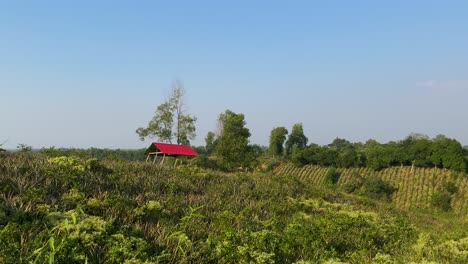 Typisches-Sylhet-Ananasfeld-Ackerland,-Rote-Hütte-Im-Hintergrund,-Totale