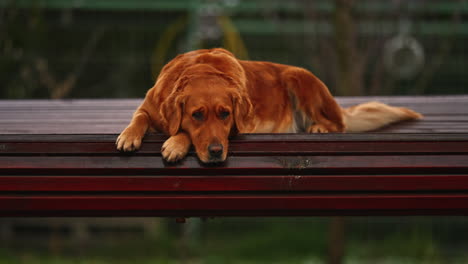 Portrait-of-a-beautiful-purebred-Golden-Retriever,-resting-and-waiting-on-a-wooden-swing-bench