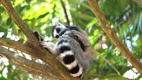 Close-up-shot-of-wildlife-animal-behaviour,-an-exotic-ring-tailed-lemur,-lemur-catta-rubbing-and-licking-the-scent-glands-on-its-tail,-preening-and-cleaning-its-fur-during-its-breeding-season
