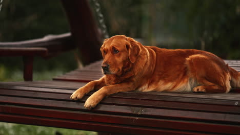 Portrait-of-a-beautiful-purebred-Golden-Retriever,-resting-and-waiting-on-a-wooden-bench