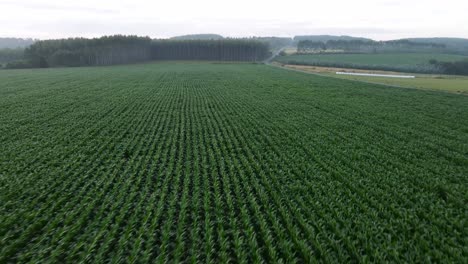 Panoramic-aerial-flight-over-rows-of-green-corn-field-in-Galicia,-Santiago