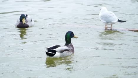 Mallard-Ducks-And-Sea-Gull-On-Idyllic-Water-Of-A-Pond-In-Paris,-France