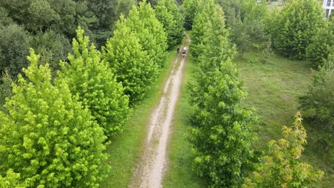 Scenic-hiking-trail-with-green-trees