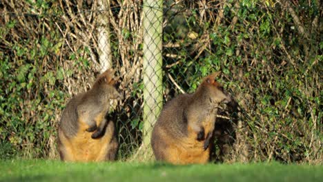 Attentive-Wallabies-Look-Behind-With-Small-Bird-Passes-By-In-Foreground