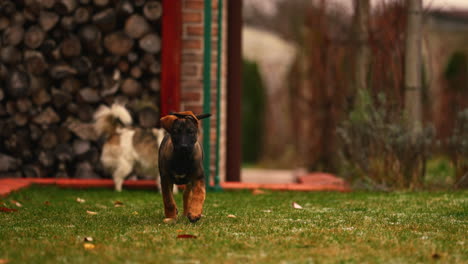 Belgian-Shepard-Puppy-Running-Toward-Camera-in-Slow-Motion