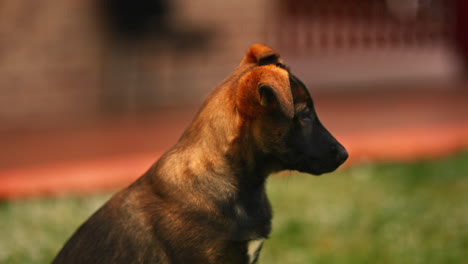 Belgian-Malinois-Puppy-Close-Up-Portrait-Shot