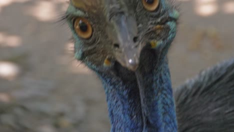 Southern-Cassowary---Largest-Flightless-Bird---closeup