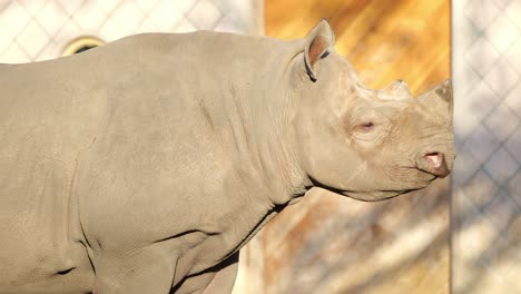 Side-Portrait-Of-A-White-Rhino-Standing-In-Sunlight