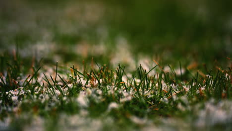 Background-with-the-first-snow-on-green-grass-in-winter